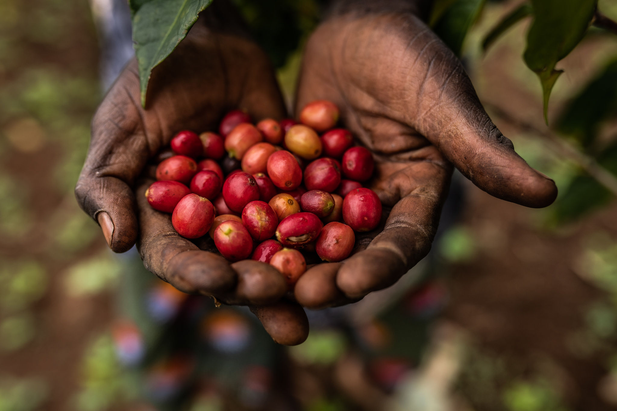 Plantation de café